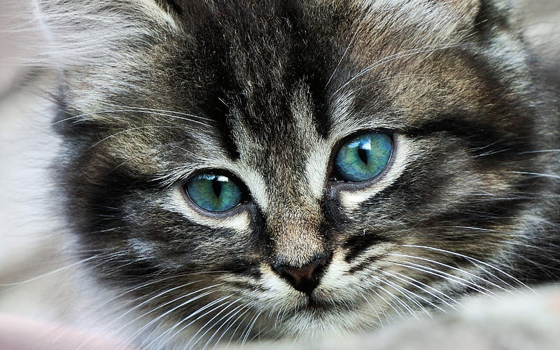 blue eyes, kitty, cats, HD wallpaper