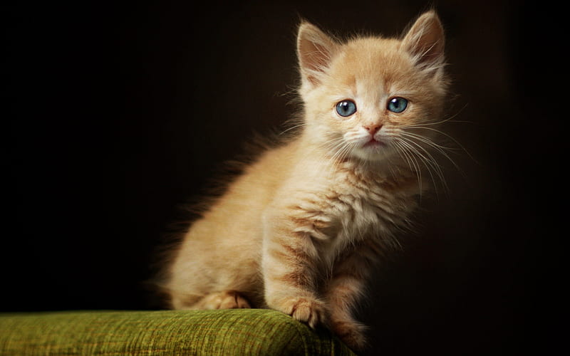 small brown kitten, cute animals, pets, little fluffy cat, kittens with blue eyes, HD wallpaper