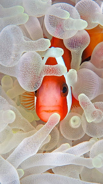Can Clownfish Live Alone? Who Are Their Ideal Tank Mates?