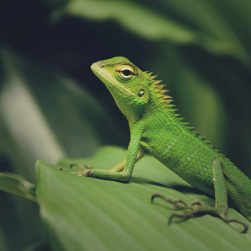 lizard, green lizard, reptile, macro, green, HD phone wallpaper