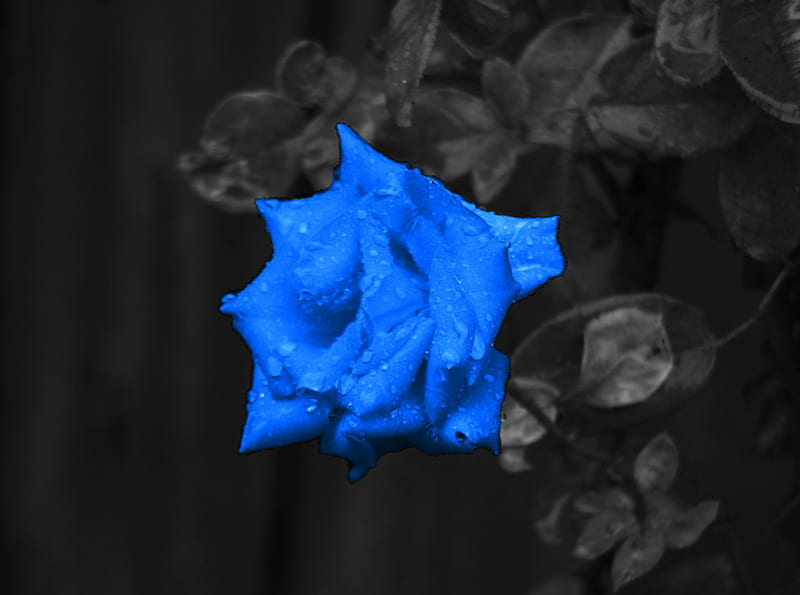 Blue Rose of My Heart, flower, rose, blue, heart, HD wallpaper | Peakpx