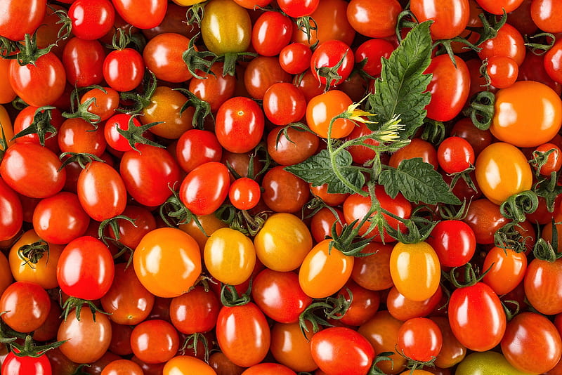 Cherry tomatoes, red, fruit, tomatoes, texture, summer, yellow, skin, cherry, vara, HD wallpaper