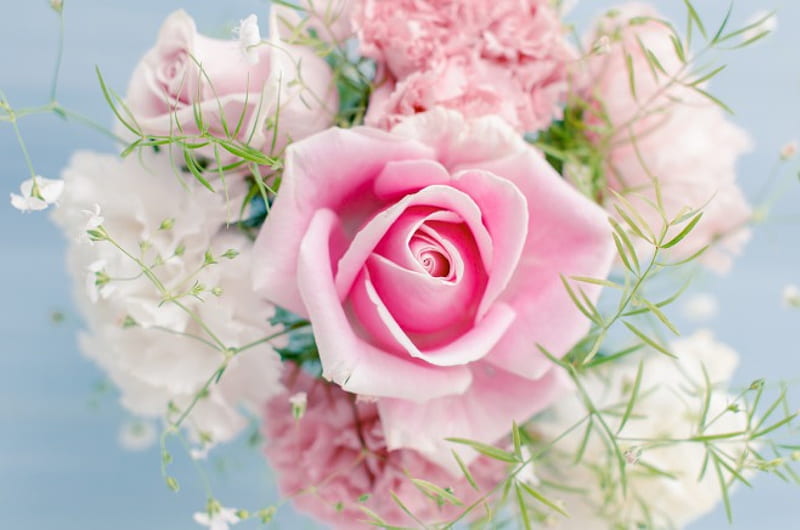 5K free download | Pink Roses, flowers, roses, delicate, pink, HD