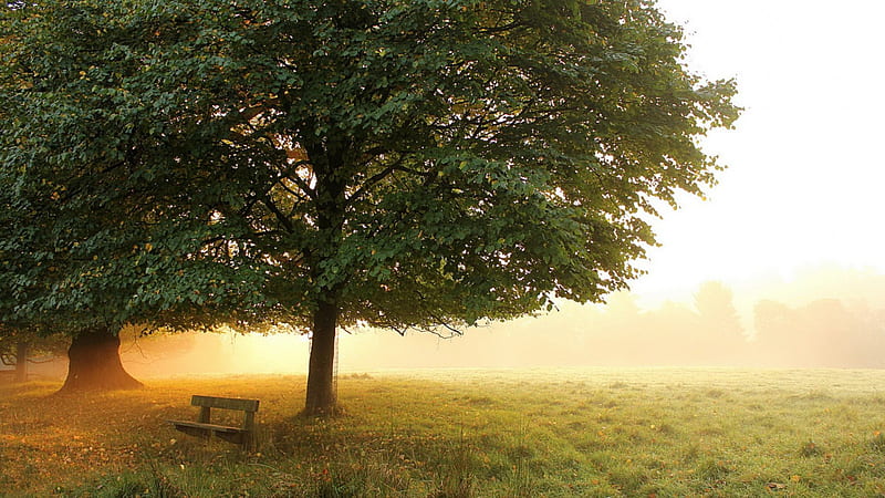 morning mist on a beautiful park meadow, tree, bench, morning, meadow, mist, HD wallpaper