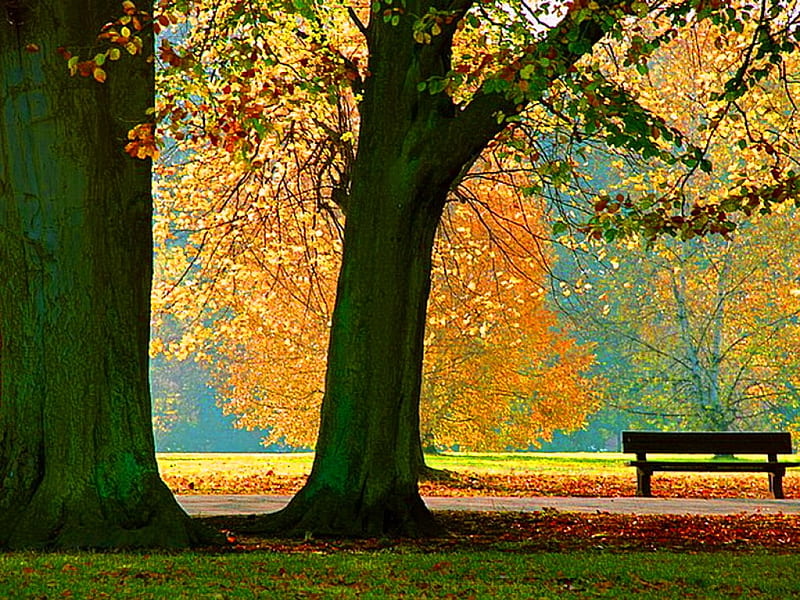 Autumn seating, bench, tree, autumn, orange, HD wallpaper