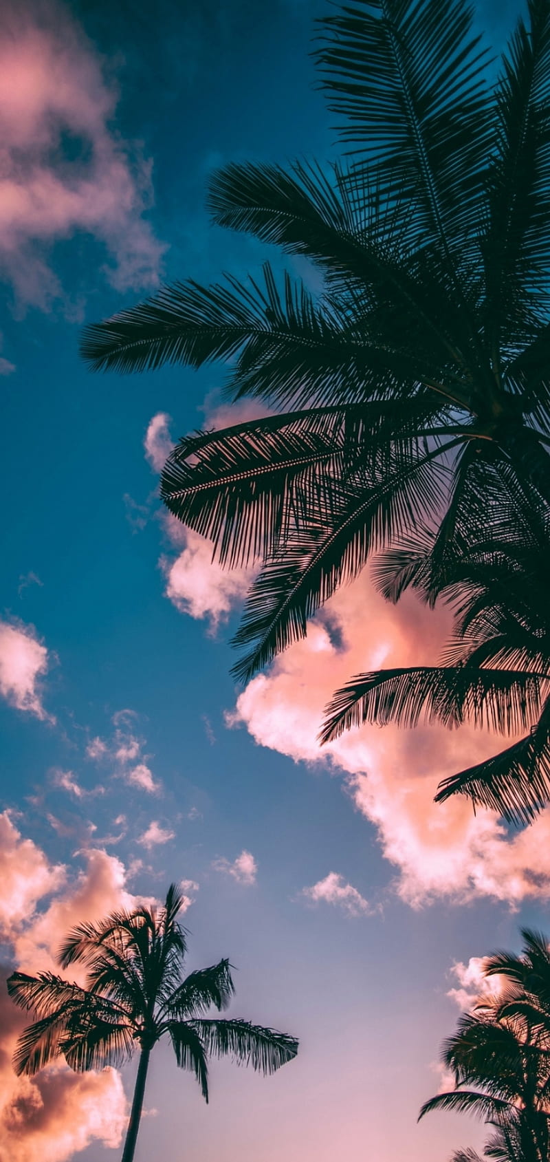 Palm, beach, HD phone wallpaper | Peakpx