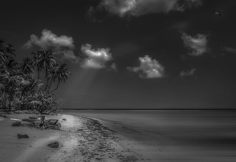 beach, black and white, nature, sea, HD wallpaper
