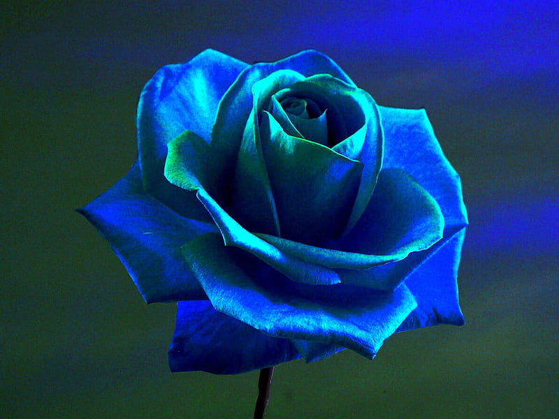 Rosa azul hermosa, rosa, azul, Fondo de pantalla HD | Peakpx