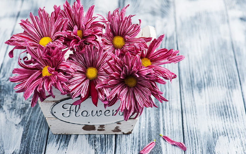 :-), chrysanthemum, wood, autumn, toamna, vase, flower, pink, HD wallpaper