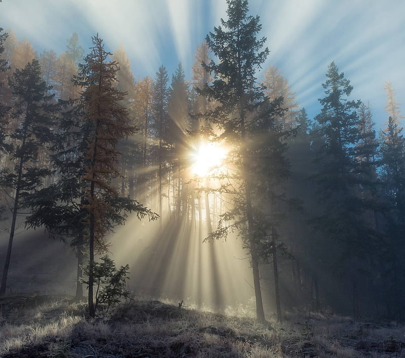 forest sunset, forest, sunset, nature, fun, HD wallpaper forest sunset, forest, sunset, nature, fun, HD wallpaper