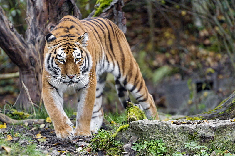 tiger, predator, animal, glance, HD wallpaper