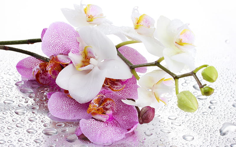 Pink orchids, white orchid, tropical flowers, orchids, HD wallpaper