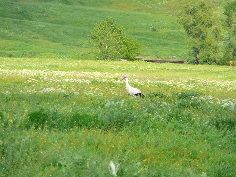 Stork, storck, grpahy, spring, green, bird, nature, season, field, bulgaria, animals, HD wallpaper