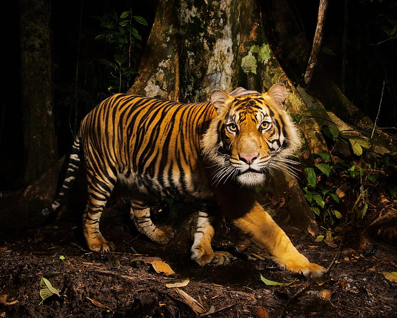 Tiger, animal, jungle, savage, tree, zoo, HD wallpaper
