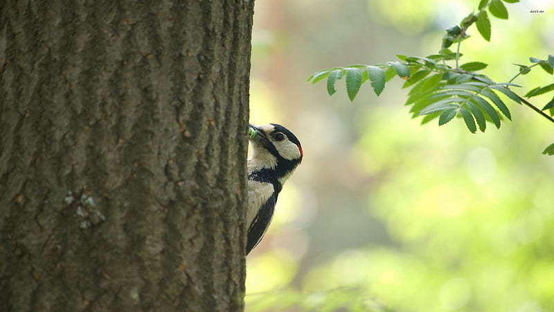 woodpecker, tree, bird, pecker, wood, HD wallpaper