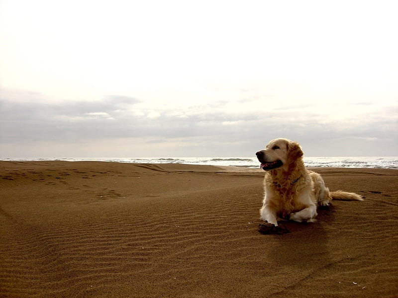 Dog in beach, beach, dand, puppy, dog, animal, sweet, HD wallpaper