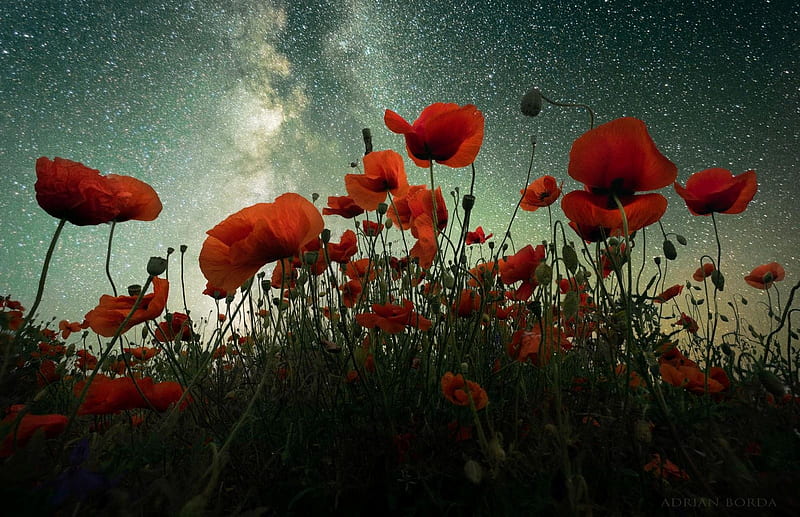 Under the Stars, evening, sky, poppies, stars, nature, field, HD wallpaper