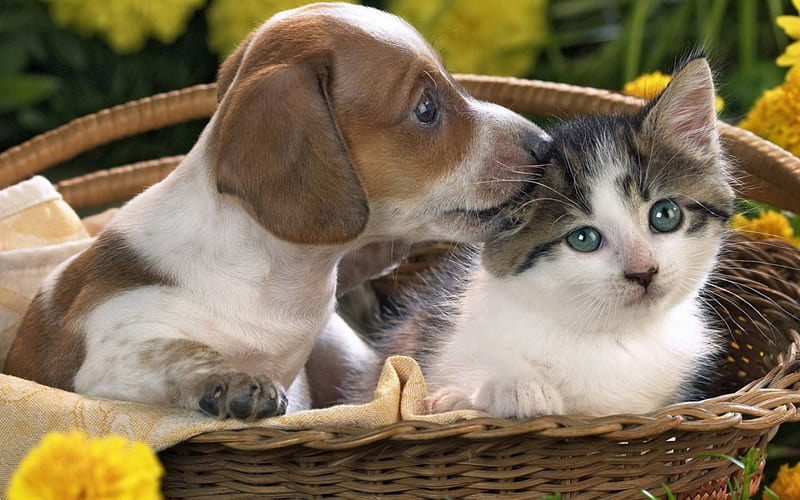 Adorable Pals, cute, puppies, pals, kittens, pets, cats, animals, dogs, HD wallpaper