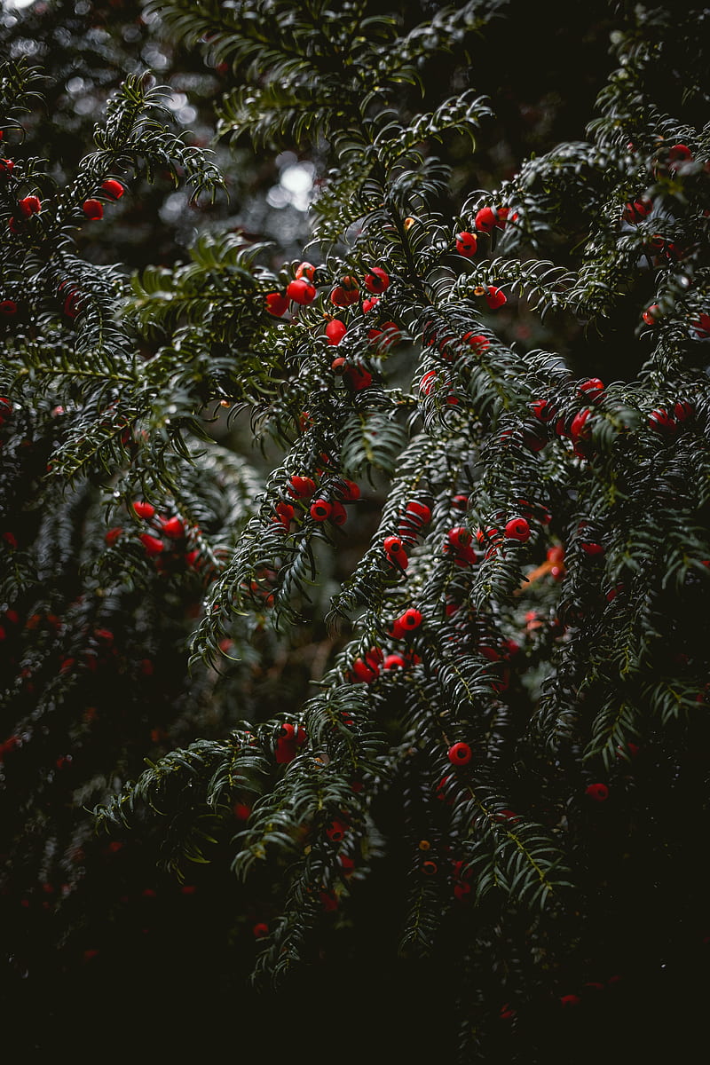 bushes, berries, branches, HD phone wallpaper
