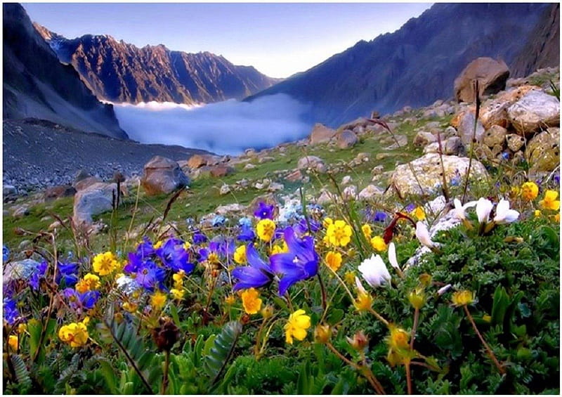 Mountain flowers, flowers, nature, wild, mountains, HD wallpaper