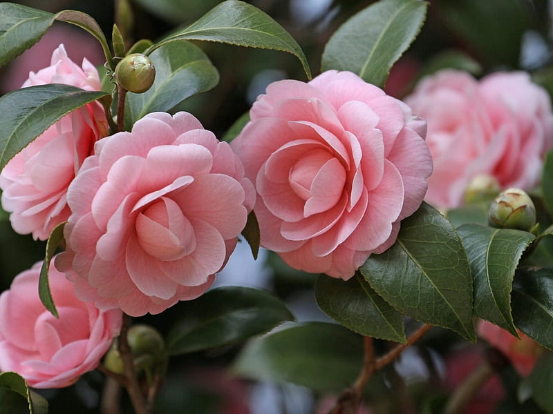 Camellias, Garden, Stem, Close up, Colorful, Flowers, HD wallpaper | Peakpx