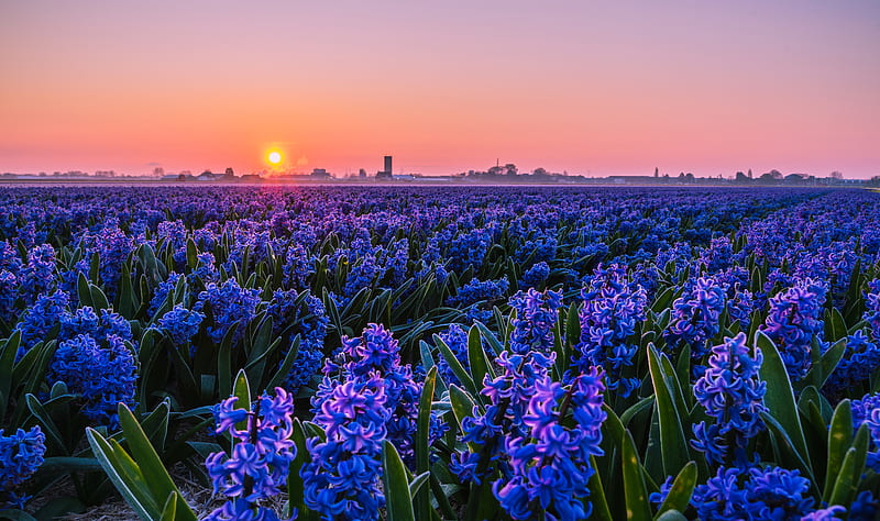 Flowers, Hyacinth, Field, Flower, Purple Flower, Sun, Sunset, HD wallpaper