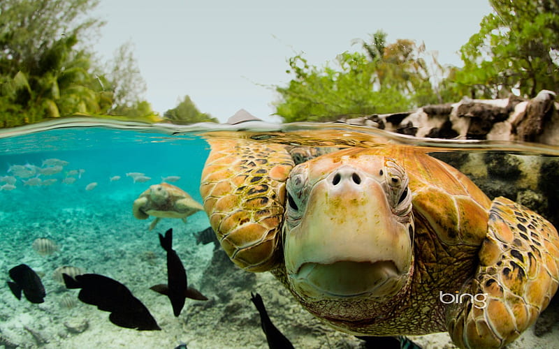 Green turtle, ocean, Bora Bora, French Polynesia, tropical islands, palm trees, HD wallpaper
