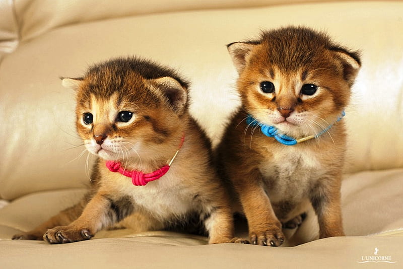 Baby Kittens, furry, cute, young, little, kittens, pets, cats, HD wallpaper