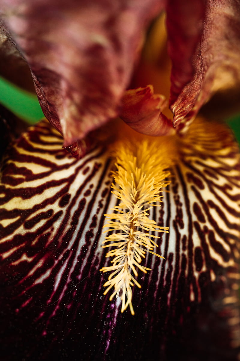 Yellow and Black Moth Orchid, HD phone wallpaper