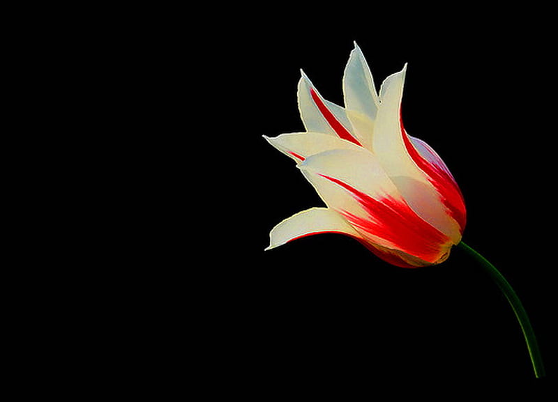 Tulip on black, red, black background, flower, white, tulip, light, HD wallpaper