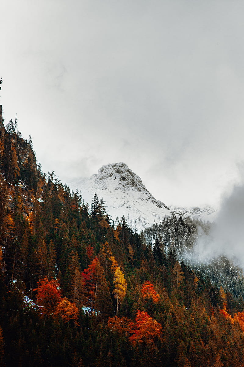 snow line, autumn, mountains, trees, snow, cold, winter, fall, Landscape, HD phone wallpaper