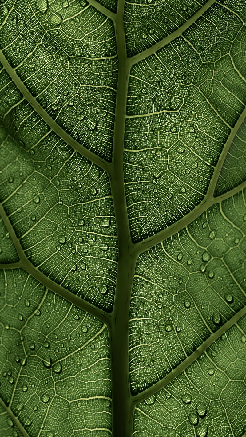 Leaf, background, dew, green, hq, macro, texture, veins, HD phone wallpaper