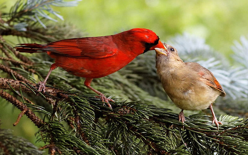 Cardinals ***, Birds, Red, Color, Animals, HD Wallpaper | Peakpx