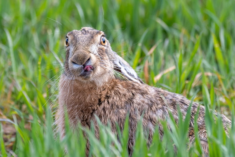 Animal, liebre, Fondo de pantalla HD | Peakpx