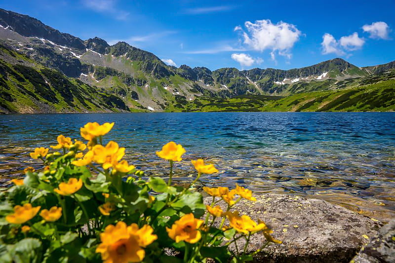 Tatra mountains, rocks, Tatra, bonito, spring, sky, lake, mountain, wildflowers, summer, HD wallpaper