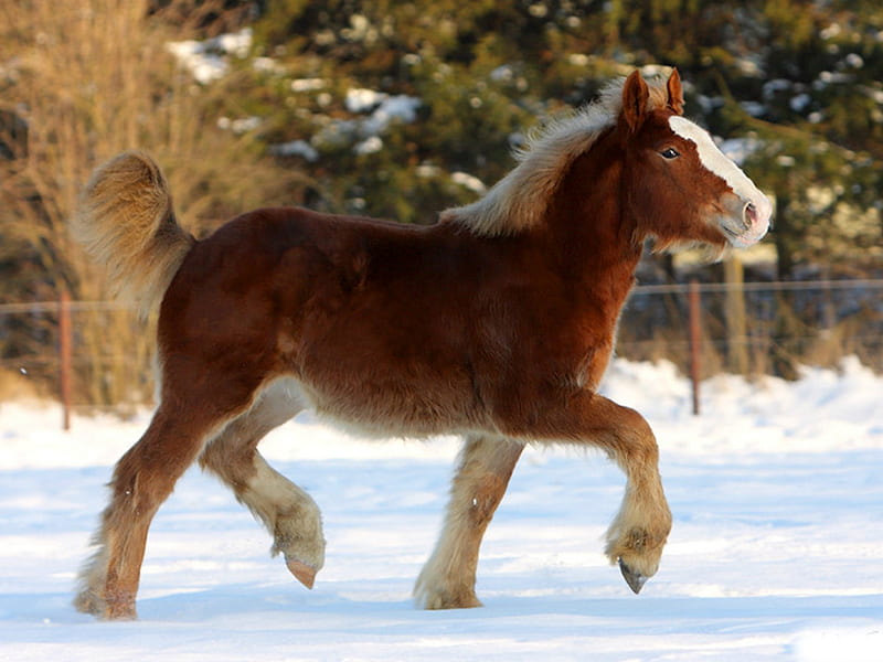 Lovely horse trotting in the snow, horses, HD wallpaper