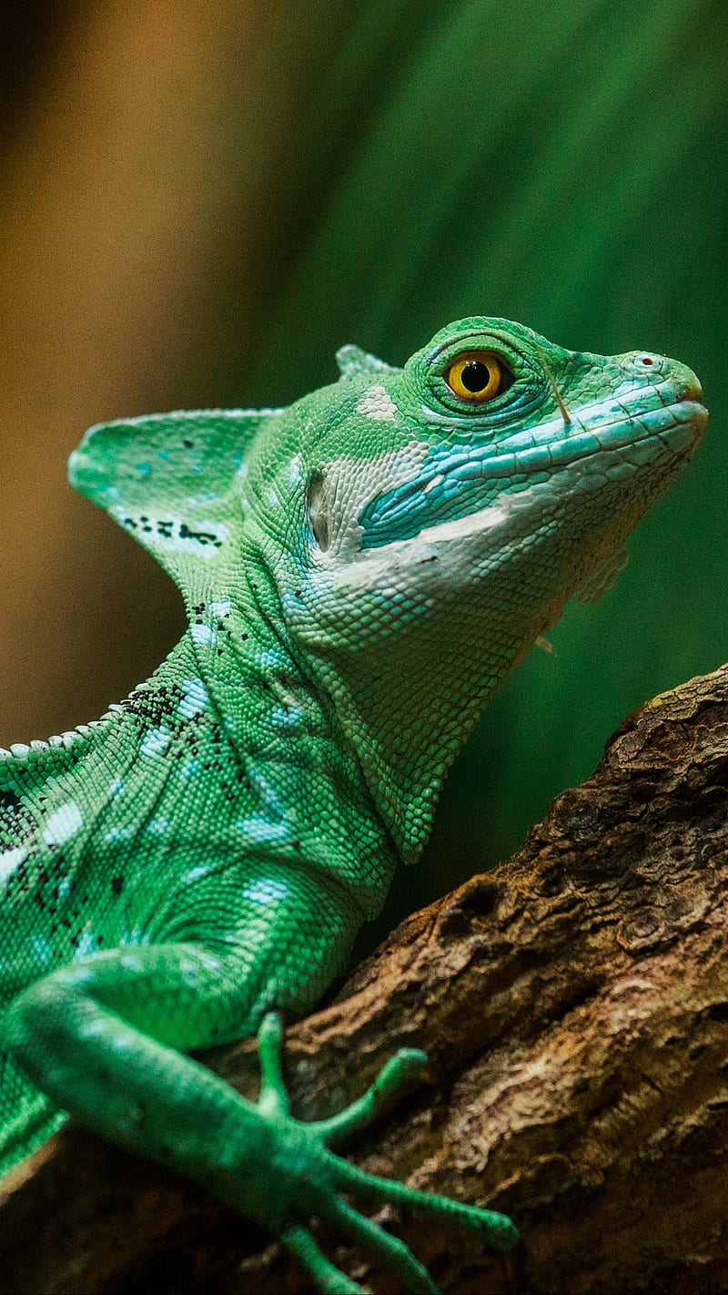 Green Chameleon , scales, color, reptile, lizard, wild, green chameleon, HD phone wallpaper