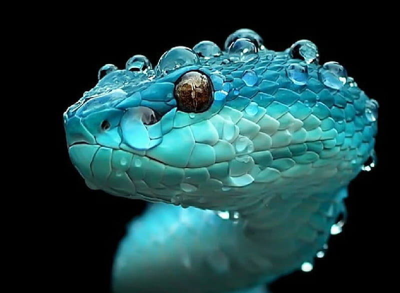 Blue Snake, reptil, herpetology, Snake, Blue, HD wallpaper