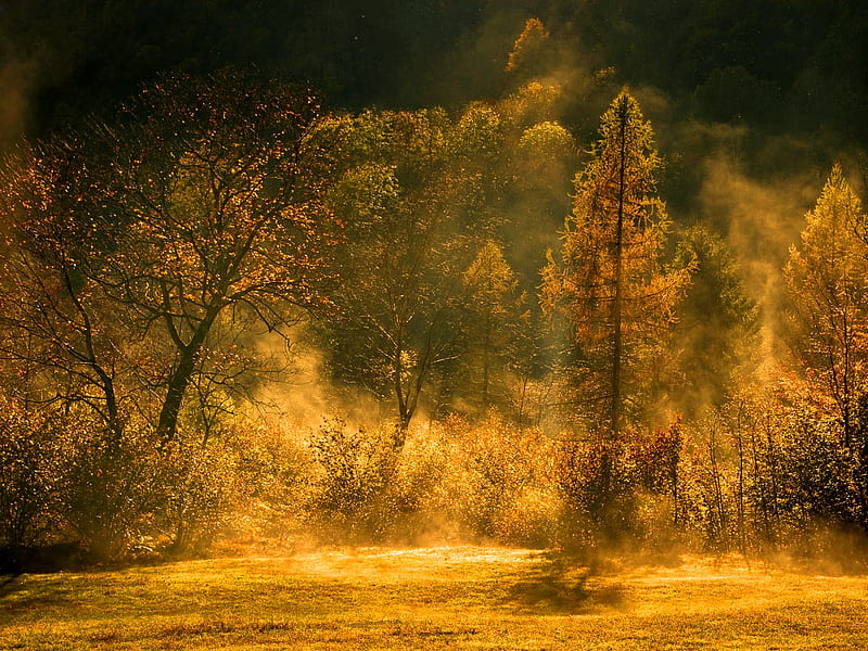Golden Autumn, autumn, nature, gold, scenery, HD wallpaper