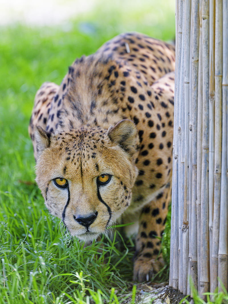 cheetah, glance, predator, big cat, HD phone wallpaper