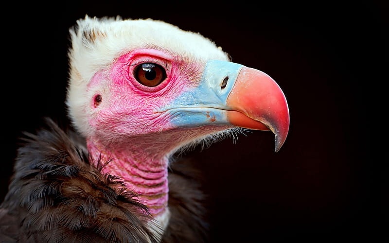:D, bird, vultur, pasare, eagle, black, funny, pink, blue, HD wallpaper
