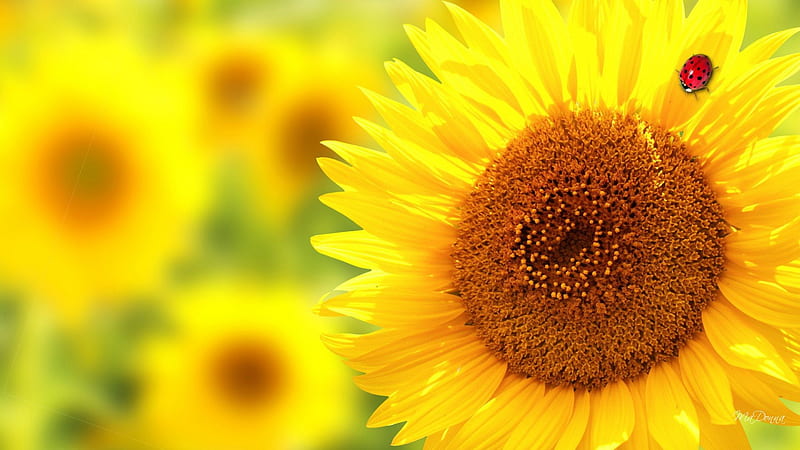 Last Flowers of Summer, blurred, fall, flowers, autumn, yellow, faces, seeds, gold, bright, sun flowers, sunflower, smile, country, happy, summer, garden, lady bug, HD wallpaper