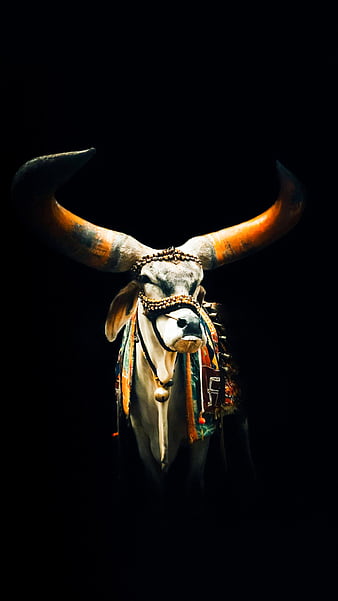Nandi Maharaj, bhole nath, bull, devotional, hindu, love for, mahakal,  respect, HD phone wallpaper | Peakpx