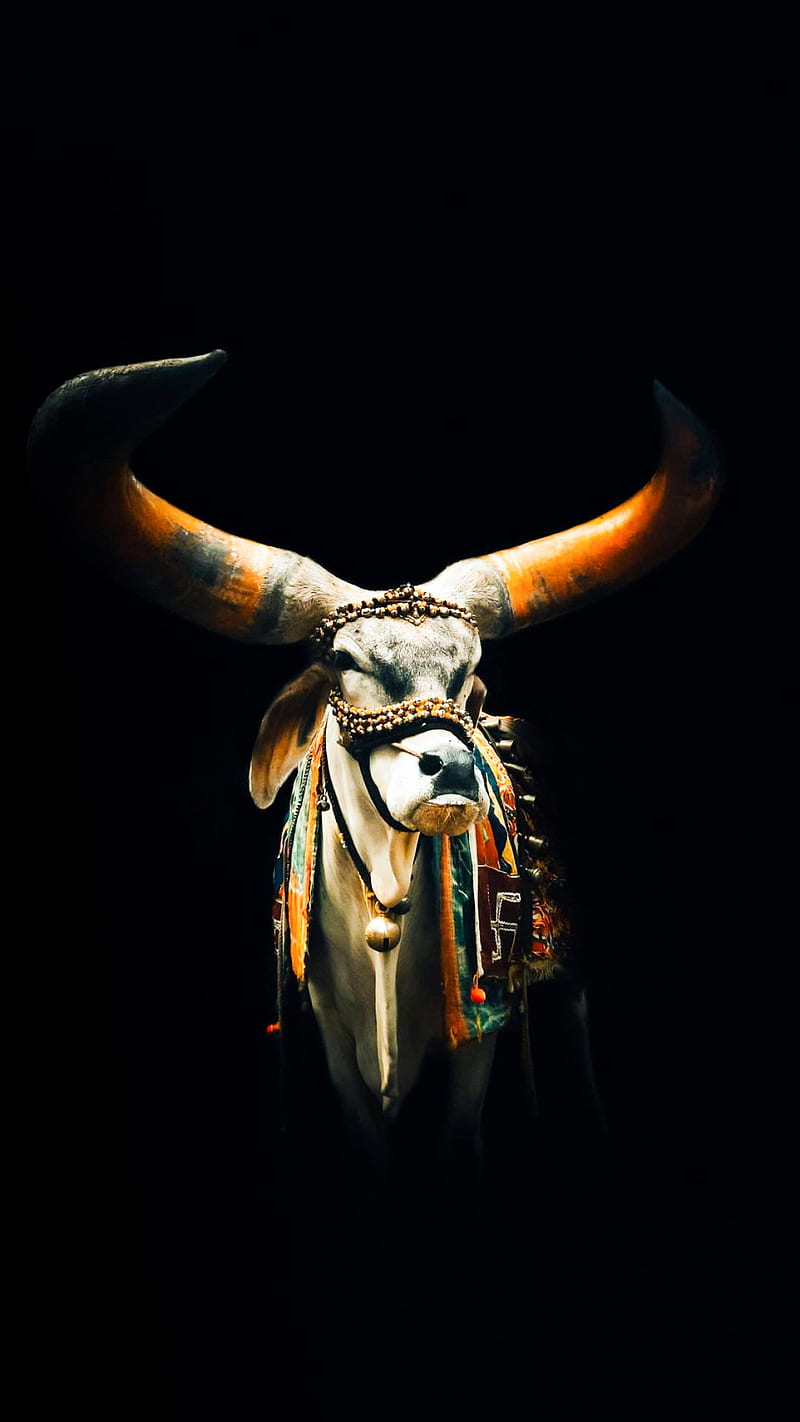 Nandi Maharaj, bhole nath, bull, devotional, hindu, love for, mahakal,  respect, HD phone wallpaper | Peakpx
