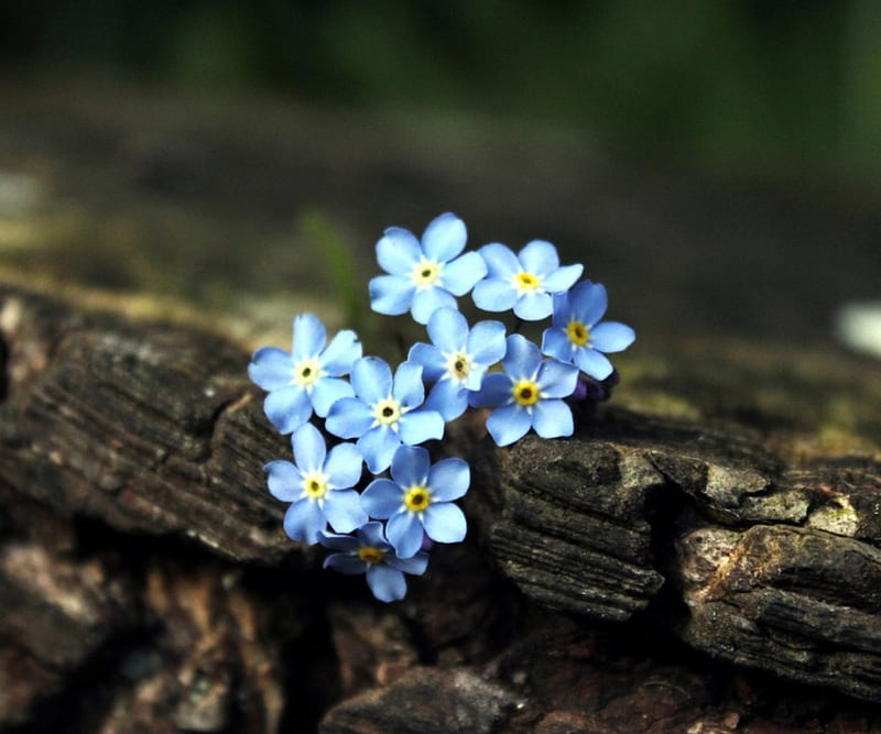 Hope, colorful, tiny, rock, flowers, nature, petals, delicate, blue, HD wallpaper