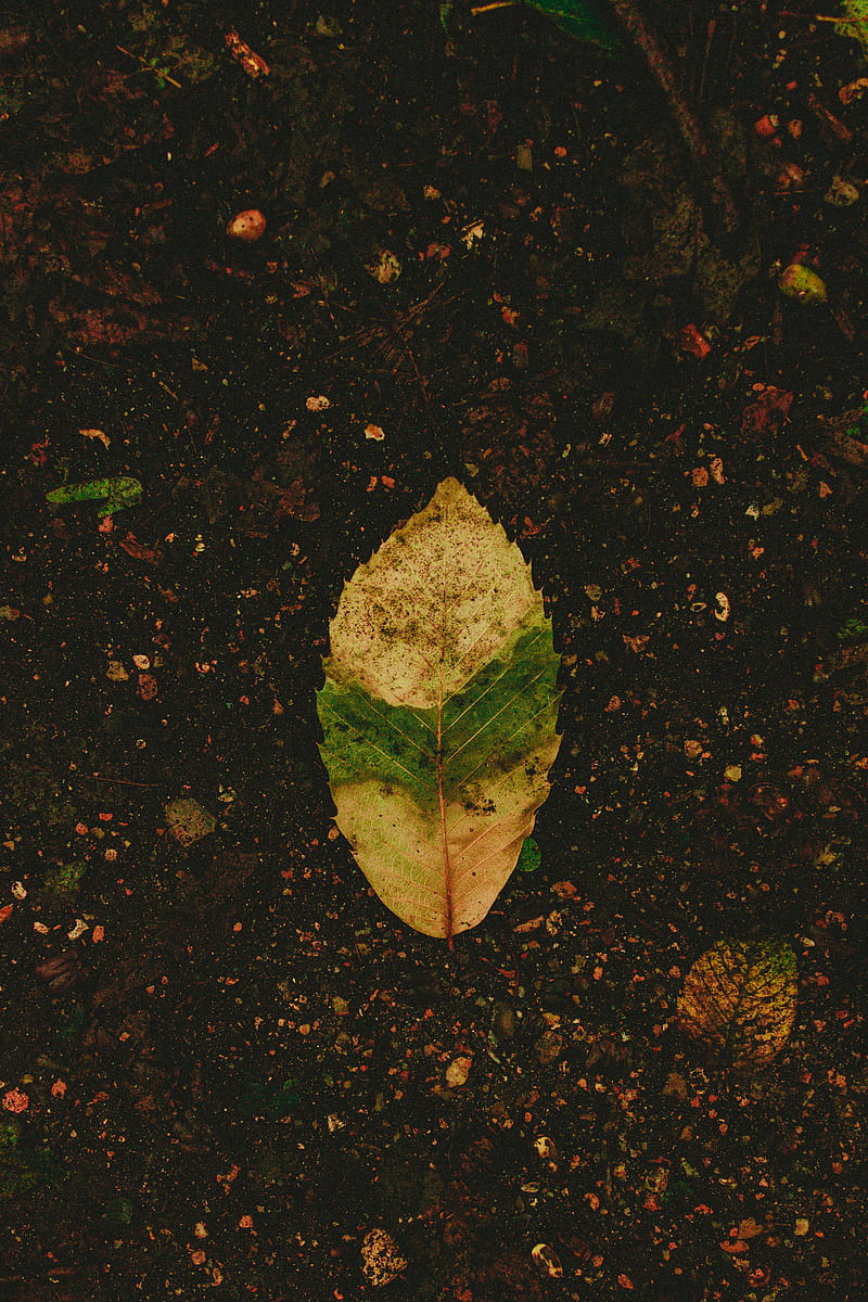 green leaf on black soil, HD phone wallpaper