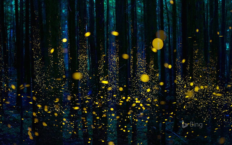Japan Fireflies illuminate a forest in Shikoku-2017 Bing, HD wallpaper |  Peakpx