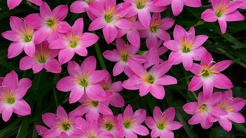 Pink Lily Flowers Pink, HD wallpaper