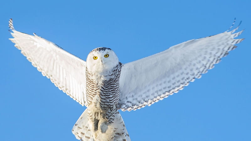 White Owl With Open Wings In Blue Sky Background Owl, HD wallpaper