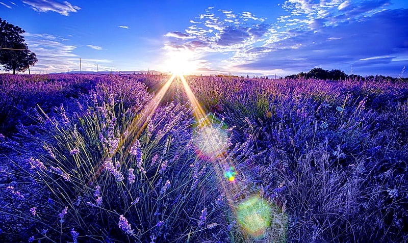 Sunny morrning shine on the lavender, pretty, glow, sun, shine, lavender, bonito, fragrance, clouds, sunrise, morning, light, blue, lovely, sunlight, scent, sky, rays, field, HD wallpaper